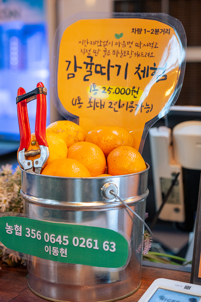 제주 감귤체험 귤따기체험 추천 제주도 감귤체험 카페
