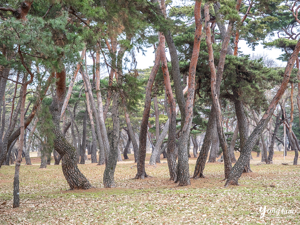 경북 경주 가볼만한곳 근처 경주 여행 코스 불국사 외