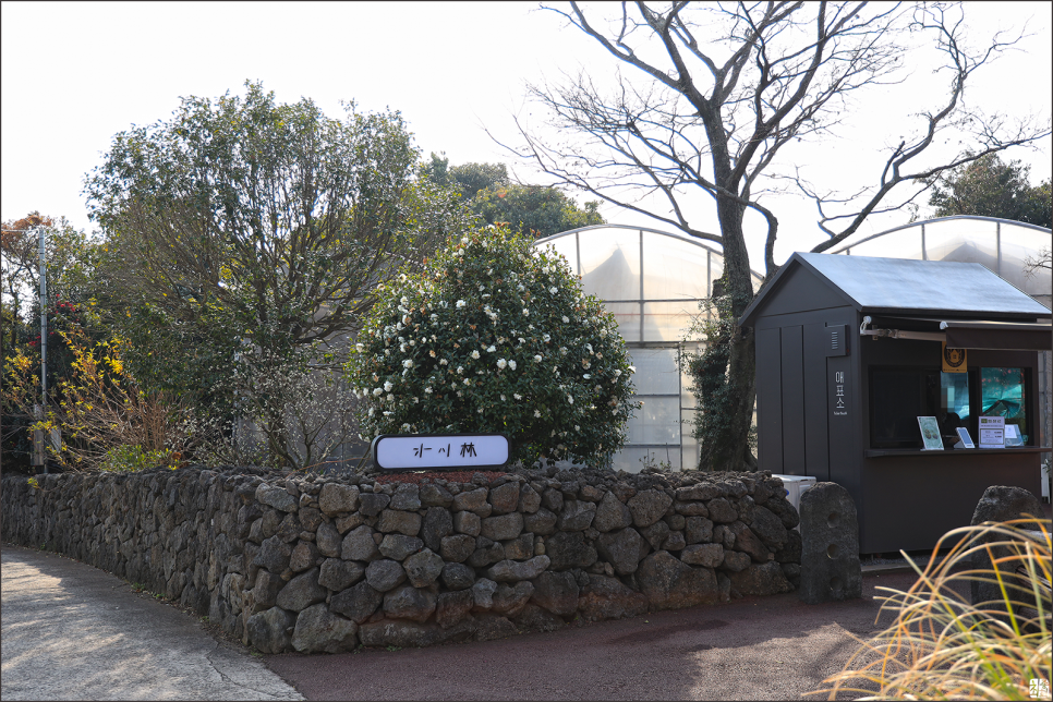 겨울 제주 여행 가볼만한곳 동백꽃명소 제주도 가시림 수목원