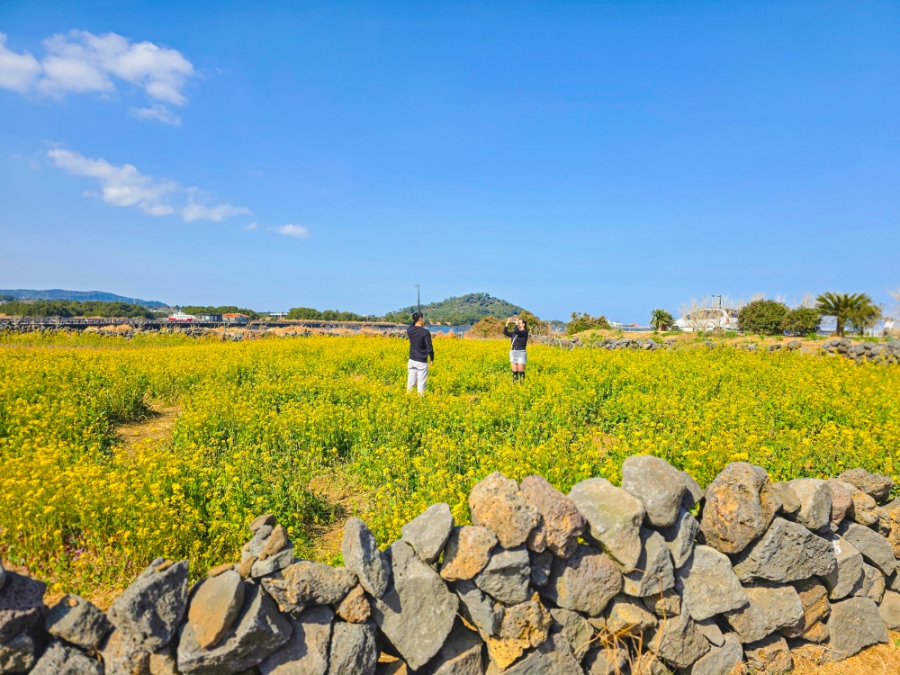 제주도 여행 코스 제주 서귀포 유채꽃 명소