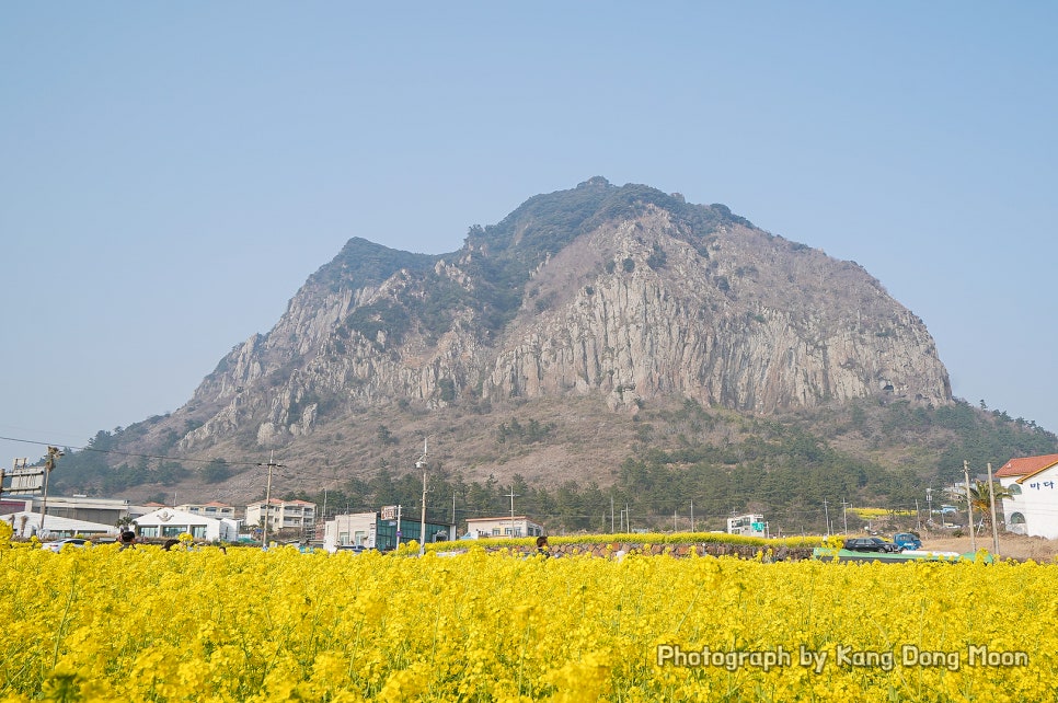 제주 서귀포 가볼만한곳 관광지 제주도 유채꽃 명소 산방산