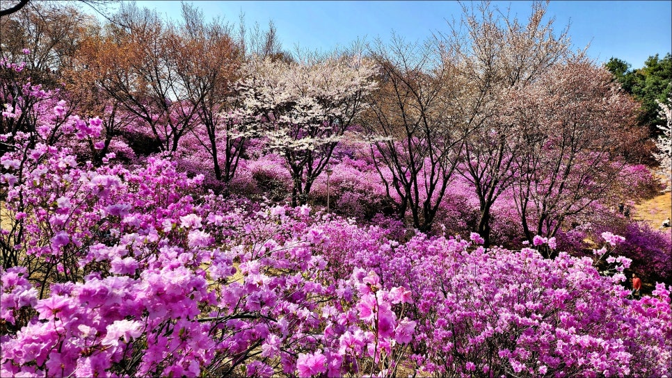 경기도 진달래 명소 부천 원미산 진달래동산 개화시기 진달래축제 정보