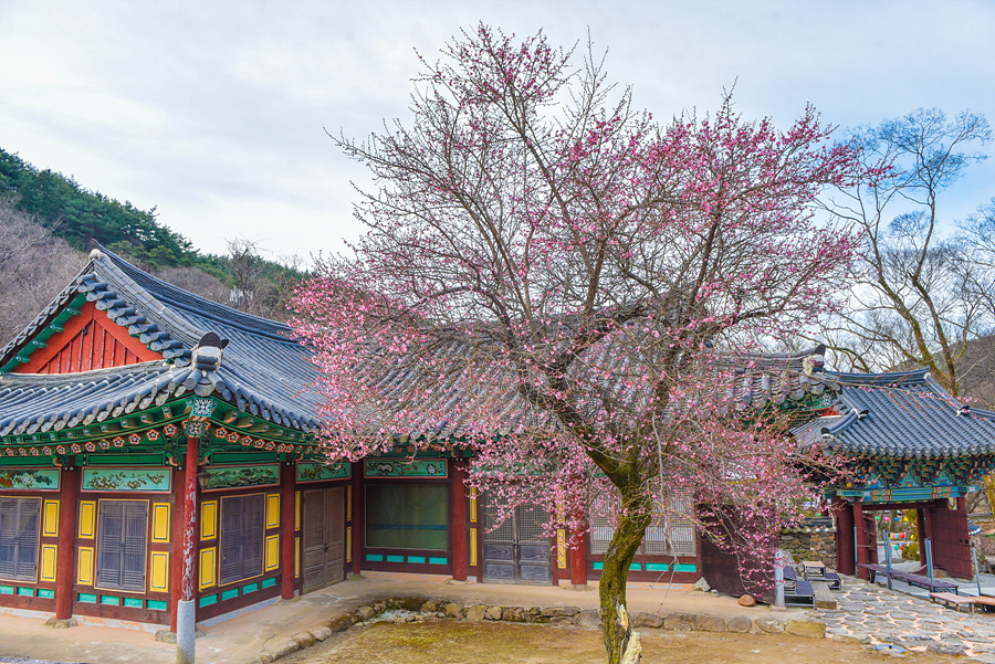 구례 화엄사 홍매화 실시간 개화 상황