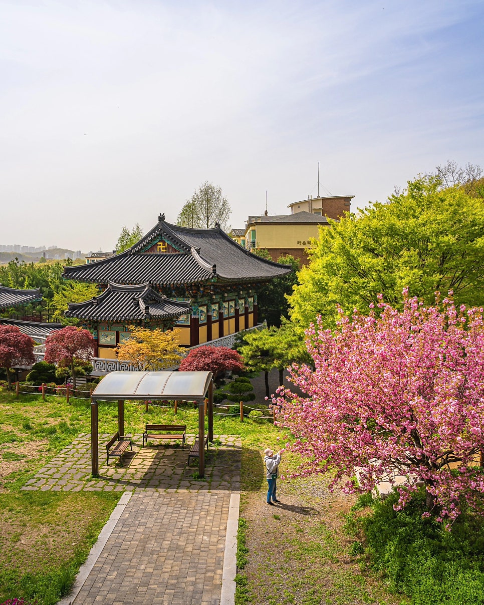 국내 겹벚꽃 명소 3곳 추천 :: 순천 선암사, 용인 은성사, 전주 완산칠봉꽃동산