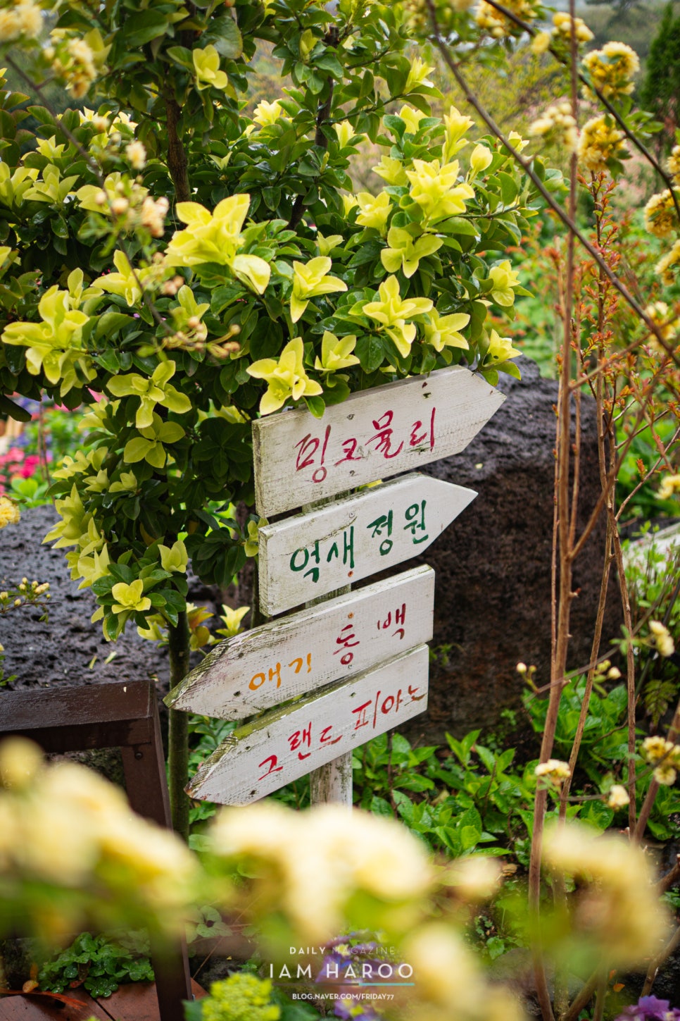 서귀포 카페 수국명소 마노르블랑 5월 제주도 가볼만한곳