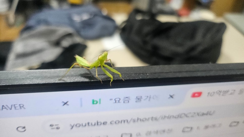 장마철 폭우에 사무실로 들어온 새끼 사마귀
